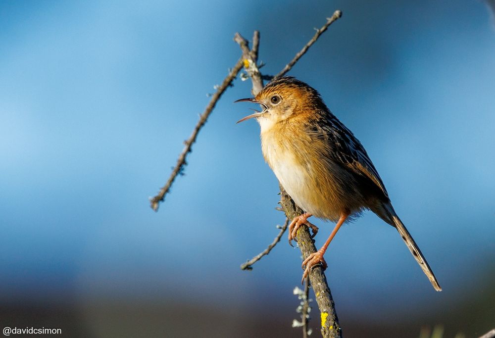 Same bird, but with its beak open (and its tongue raised) while it goes "ZEEEEEE".