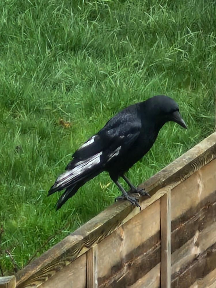 A carrion crow on a fence with a lawn behind. It has the usual black head and neck but roughly half its long wing feathers are white (its tail is even more white but you can't see it in the shot)