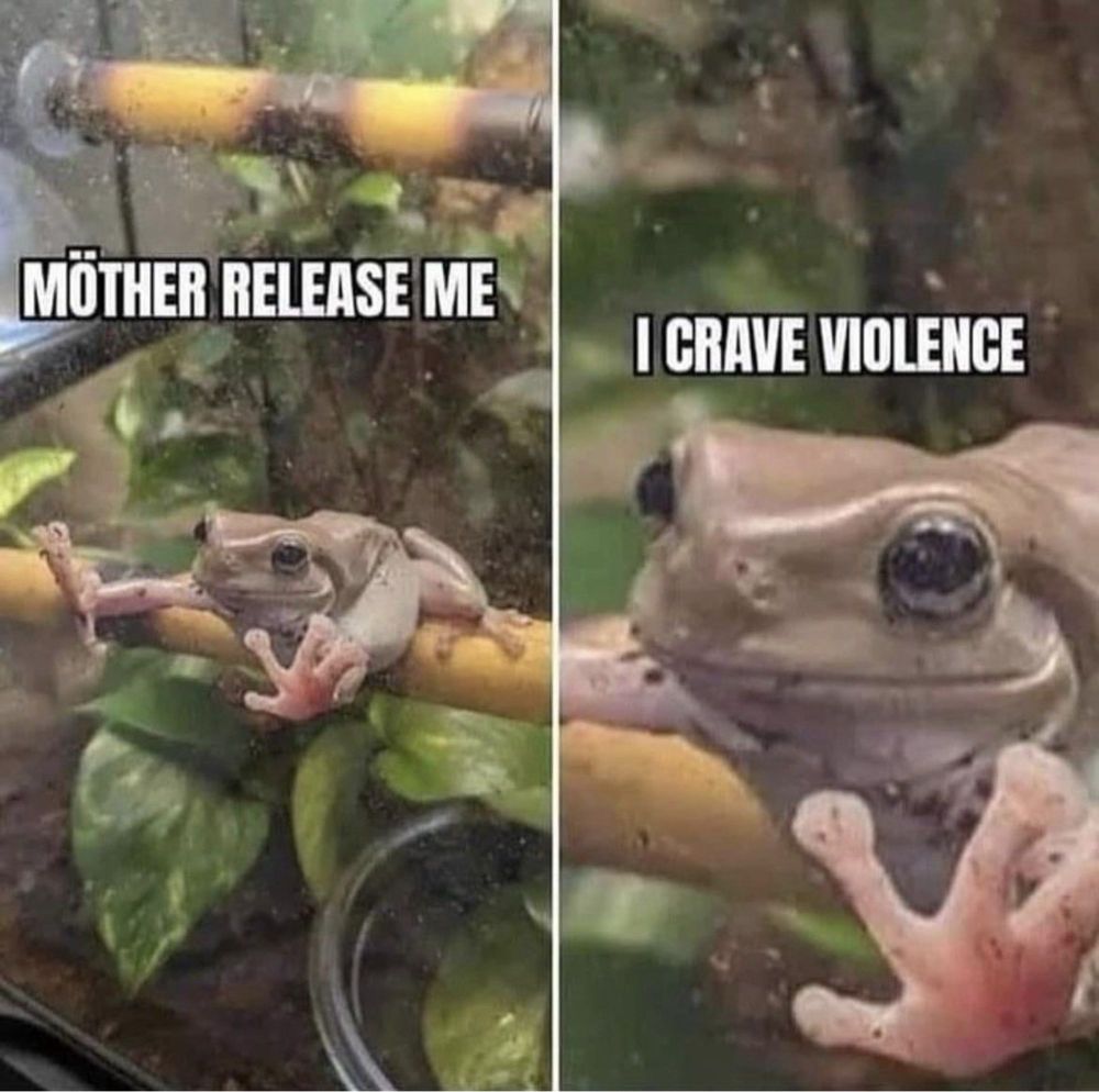 A frog with it's 'hands' against the glass of its enclosure with the words 'Mother, release me, I crave violence'
