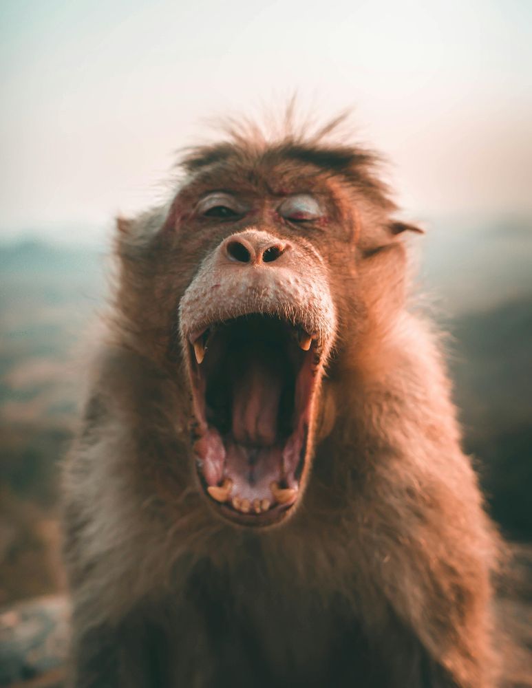Close-up of a yawning monkey displaying teeth in its natural habitat, showcasing wildlife behavior.