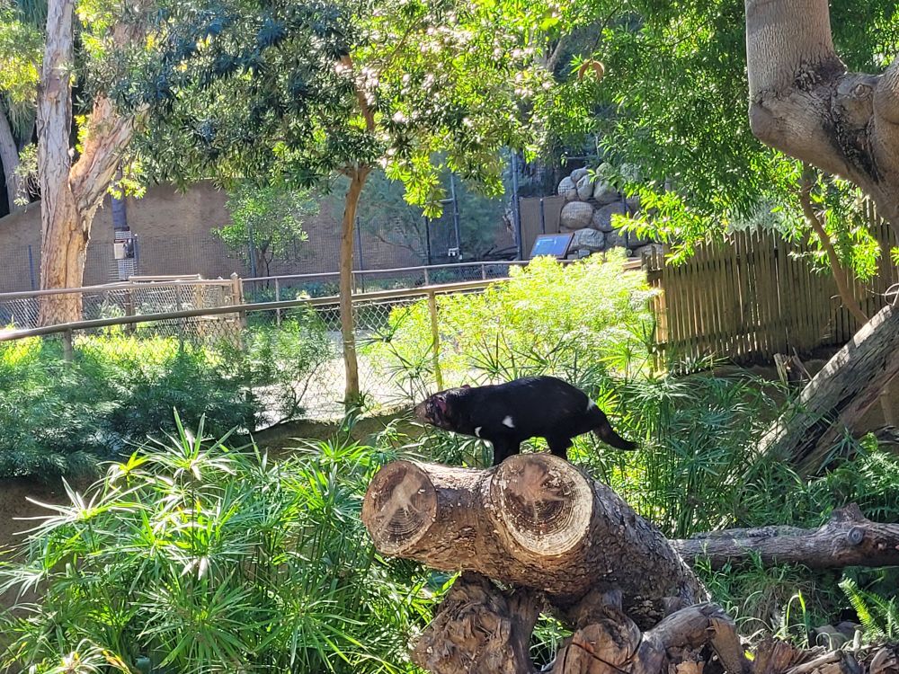 Tasmanian Devil in its hero era, standing proudly atop a log. 
 