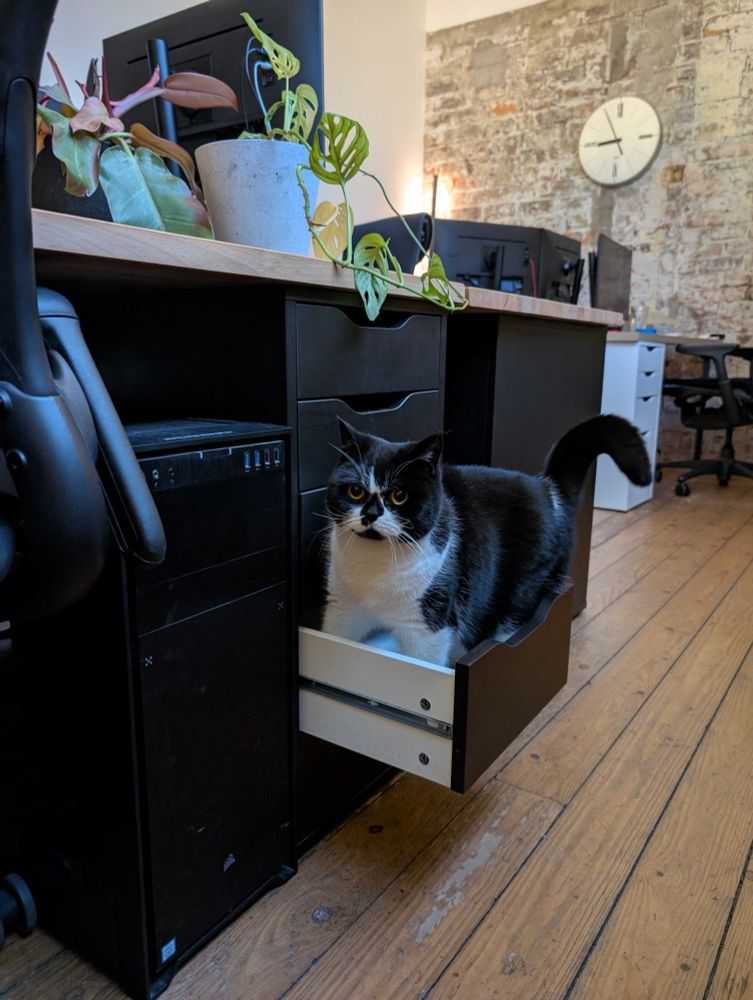 Black and white cat in drawer