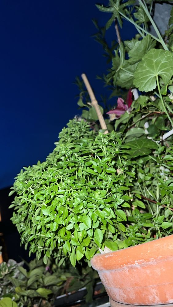 Basilikumpflanze bei Nacht 🤩