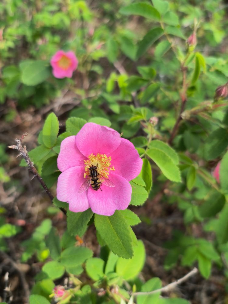 A bee-mimic hoverfly pollinates an arctic rose (Rosa acicularis). The fly sits at the yellow centre of the pink five-petaled flower, with green compound leaves, stems, and flower buds in the background. 