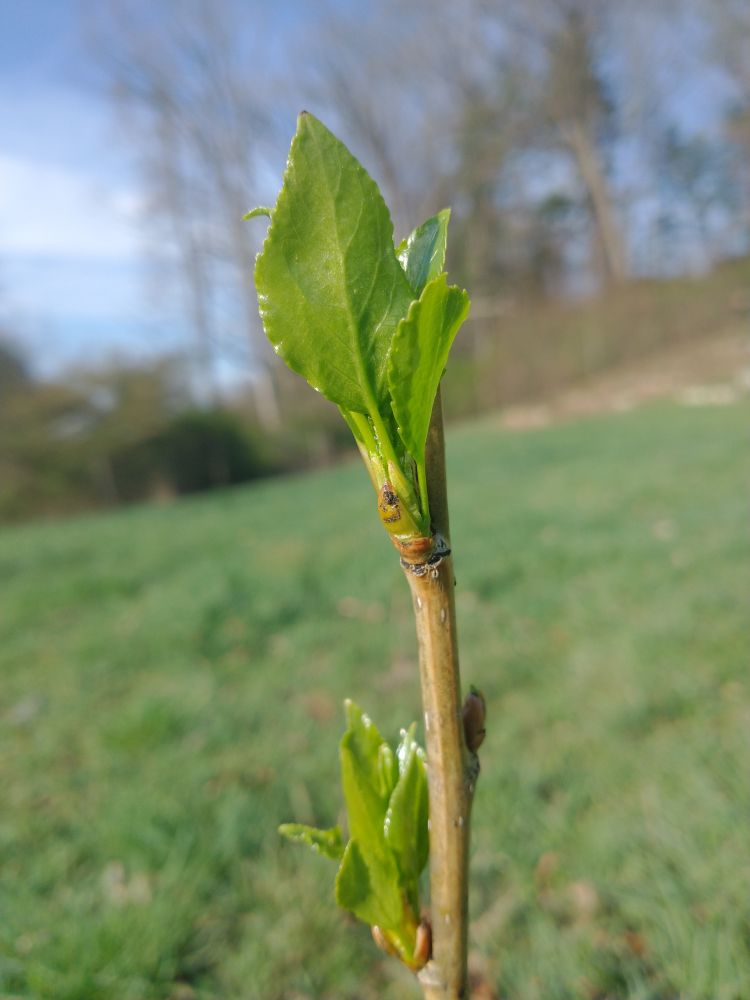 Bright green, newly formed leaves growing from a poplar stem in a field.