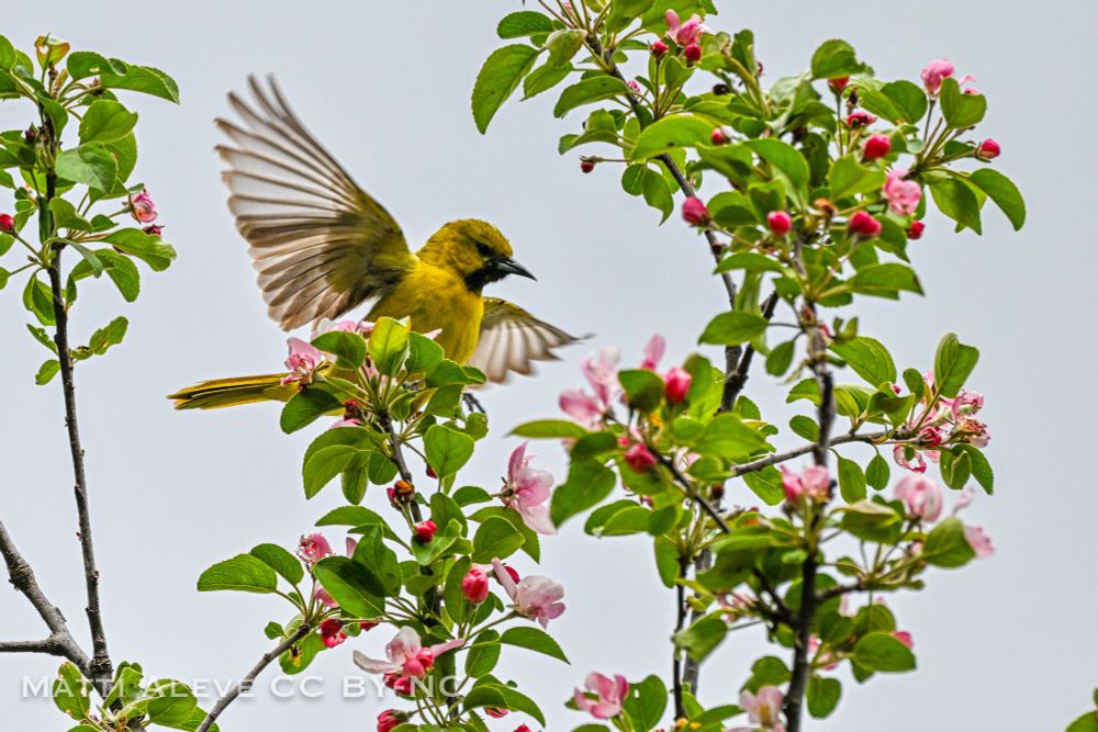 An orchard oriole, mostly yellow with black patched.  Its wings extended as it moves about a tree in blossom.