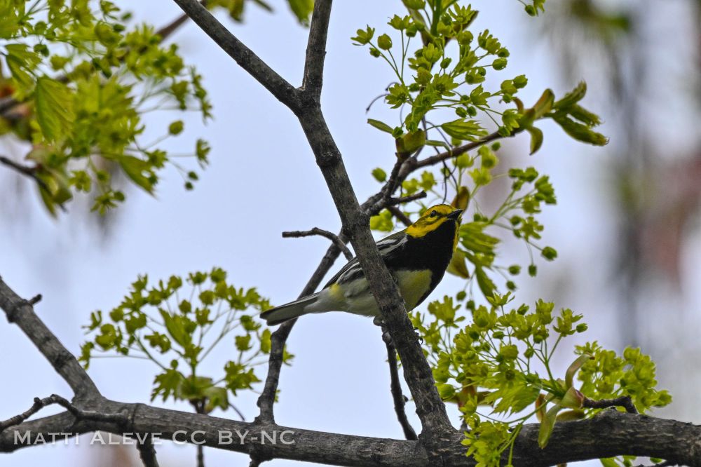 A Black-throated Green Warbler perched on a budding tree branch, showing its yellow face, olive crown, and distinctive black throat, with soft green blossoms and bare twigs in the background.