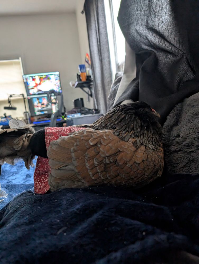 Black and brown chicken laying on her stomach on a blue blanket