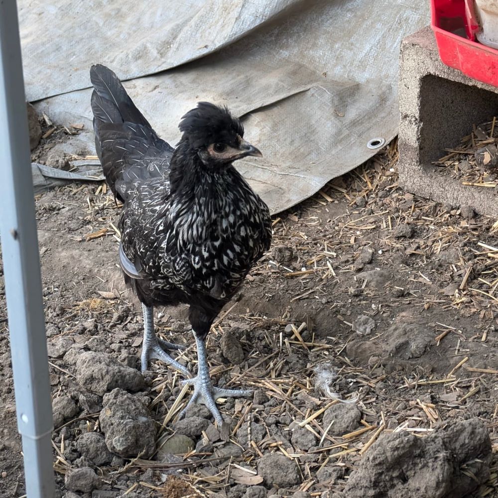 Small black chicken with white feathers and a crest on her head.