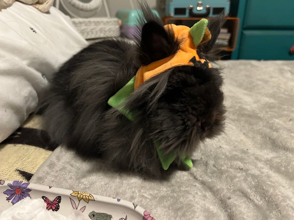 A small, especially fluffy rabbit sitting on a bed. So fluffy it's hard to make out eyes or ears on the thing. He's awkwardly wearing a pumpkin hat.