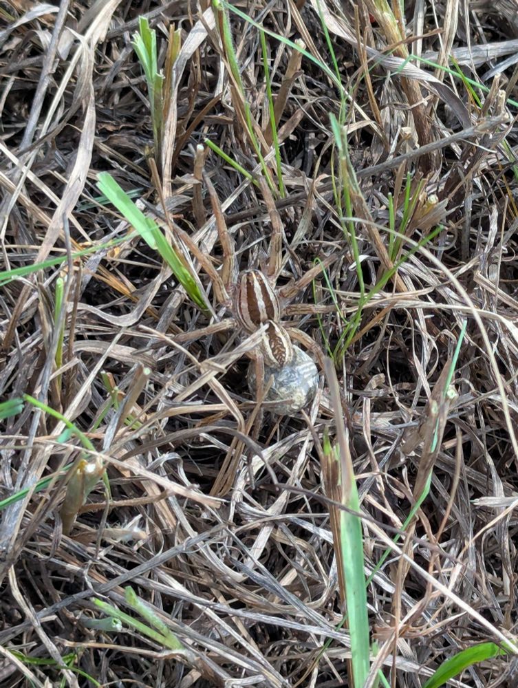 A wolf spider carrying an egg sack through the grass 