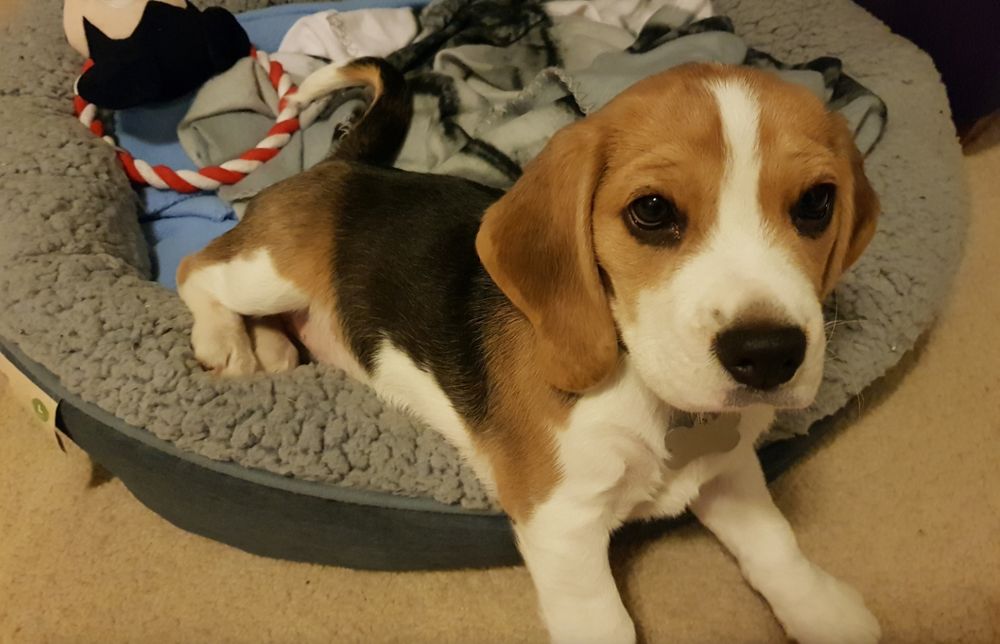 A cute beagle puppy looking at the camera.
