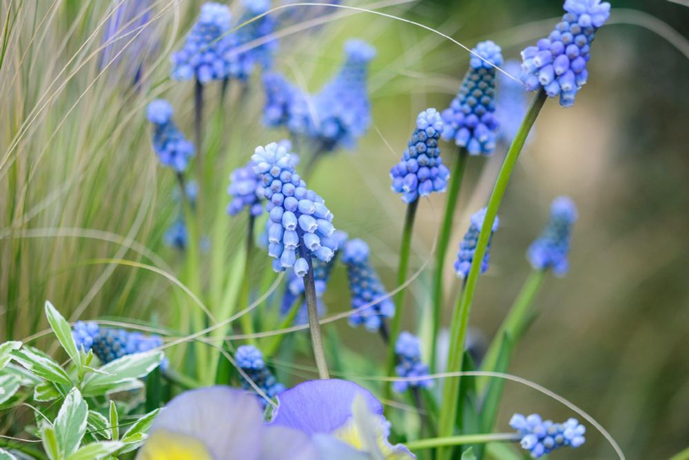 Close-up view of a cluster of blooming Muscari flowers, also known as grape hyacinths, set against a soft-focus garden background.