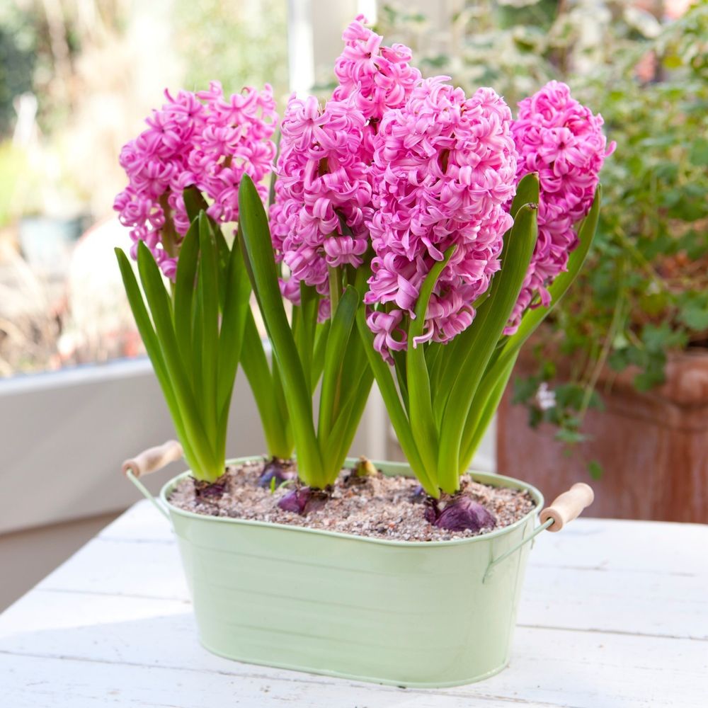 Bright pink hyacinth flowers growing out of a pale green metal container, resting on a white table