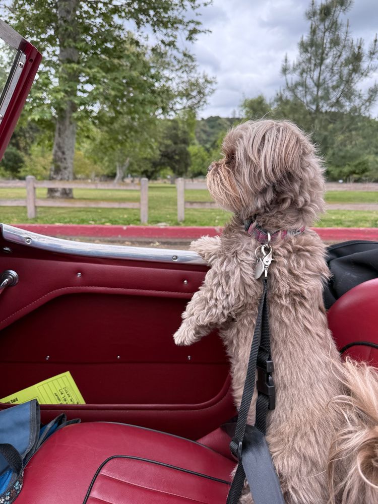An adorable shih tzu-terrier mix dog named Chewbacca looking out from the passenger seat of a red convertible. Chewie is hooked to the seatbelt with a lanyard. Bette Davis Park (Glendale, CA) is in the background.