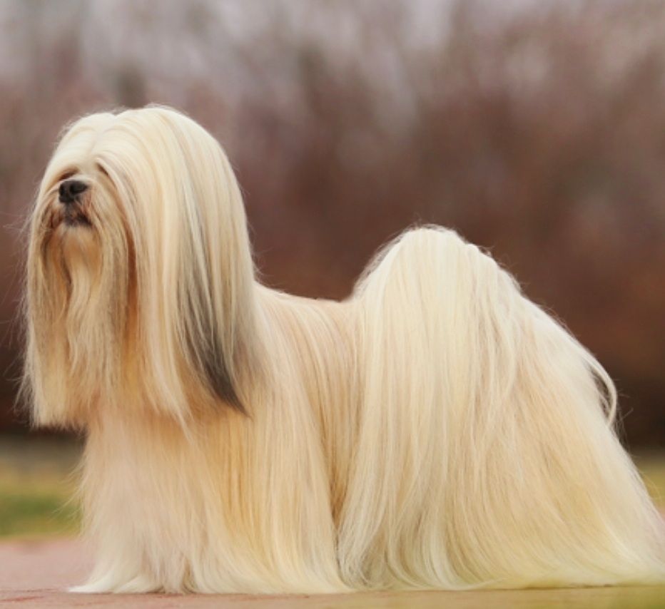 A lhasa apso, a long haired dog breed 