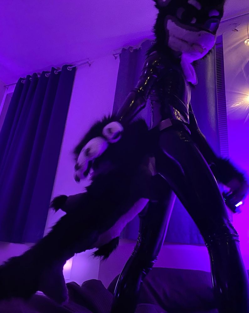 Photo of Treble in a latex catsuit wearing Kaiyo’s shark partial fursuit.