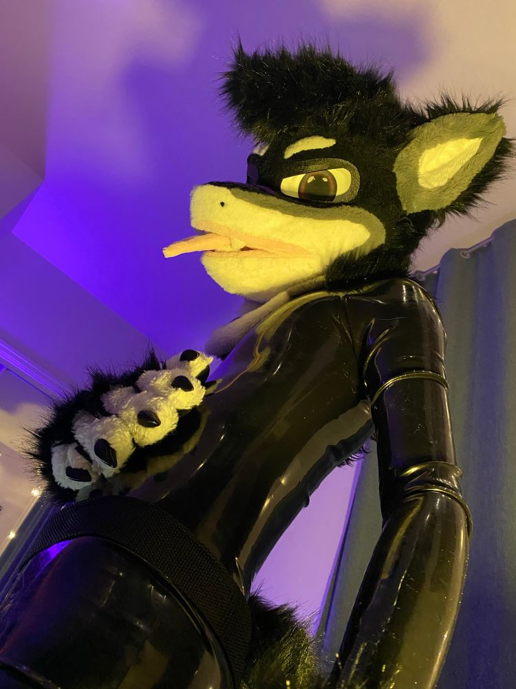 Photo of Treble in their latex catsuit while wearing Kaiyo’s shark partial fursuit.