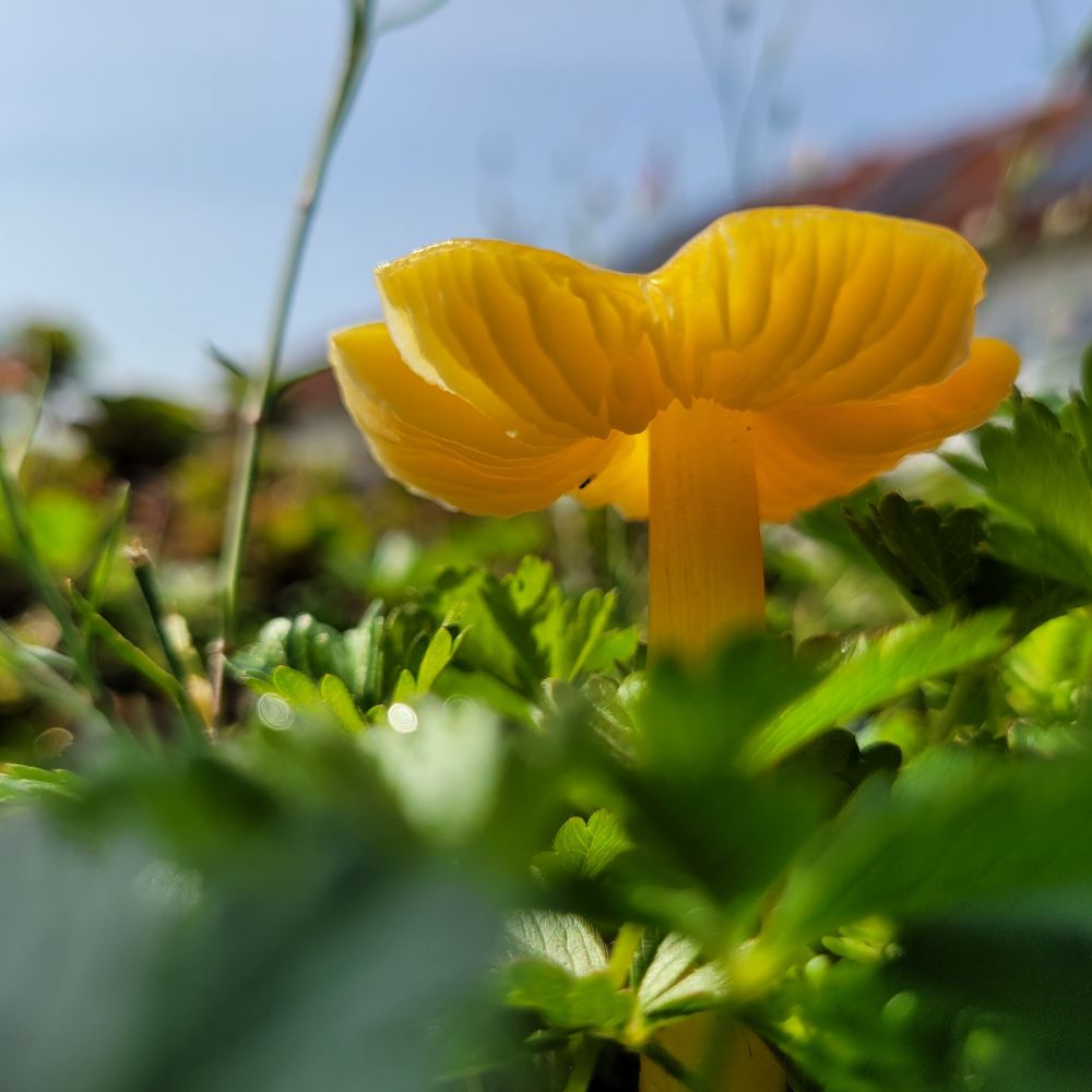 The gills of a waxcap surrounded by the green of my little garden. 