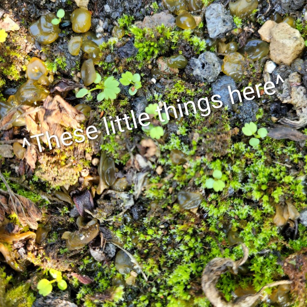 At the top of the photo, little translucent green balls that are shiny. 