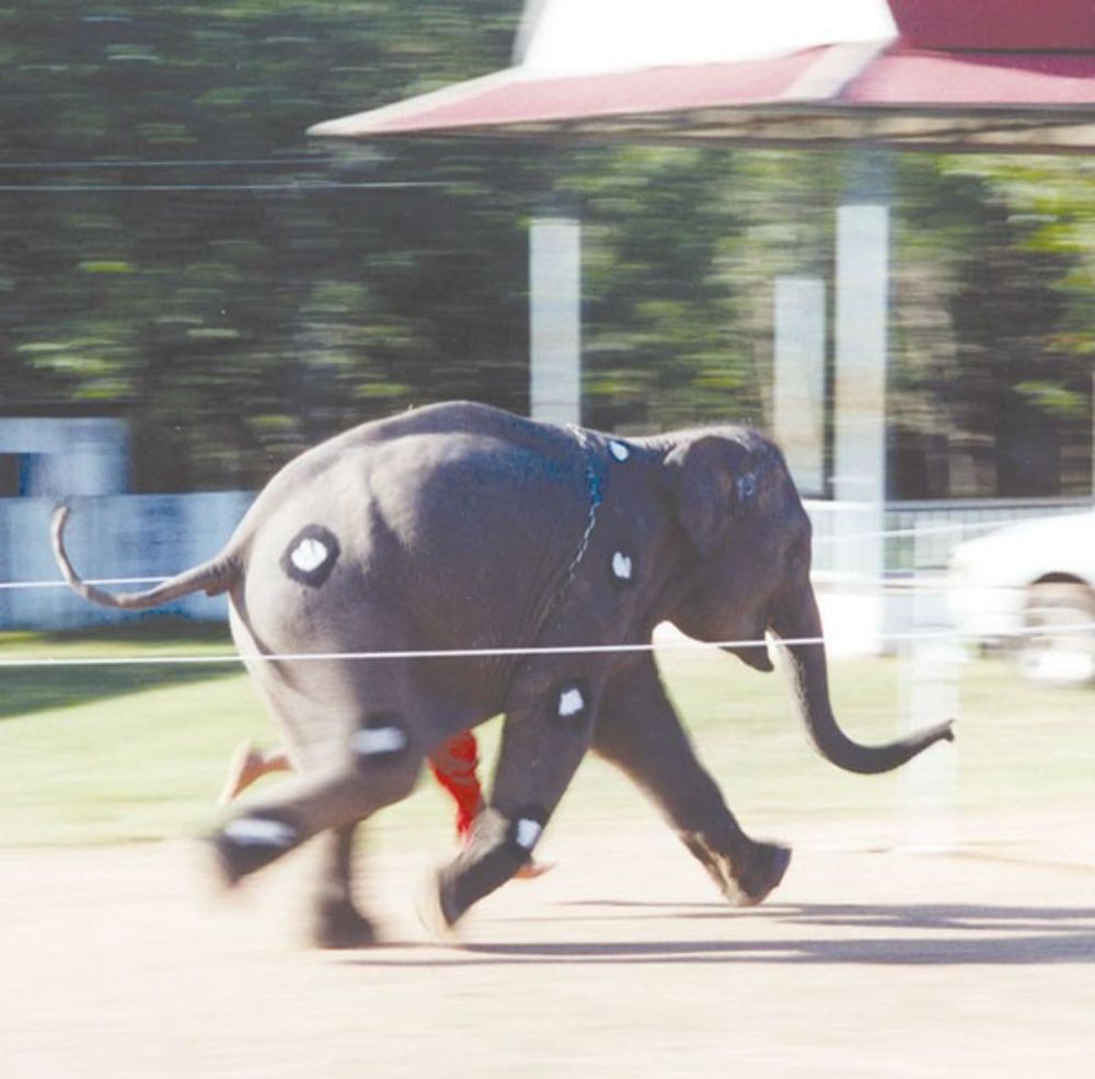 Are fast-moving elephants really running? - Nature