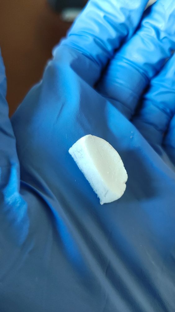 A 2cm half-circle of freeze-dried sugar, in my gloved hand