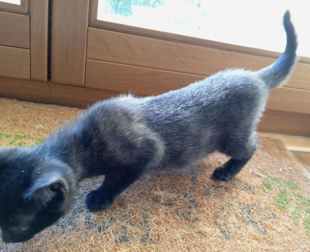 Picture of a greyish black kitten, viewed from above as she runs across a doormat. Her head and legs are black, the rest of her body is dark grey and covered with silver tipped hairs.