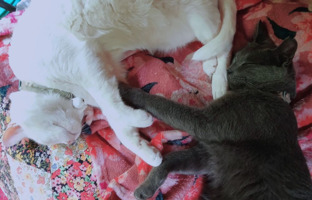 Top left: A white cat with pink ears. Bottom right: a blue grey cat. They're touching paws.

