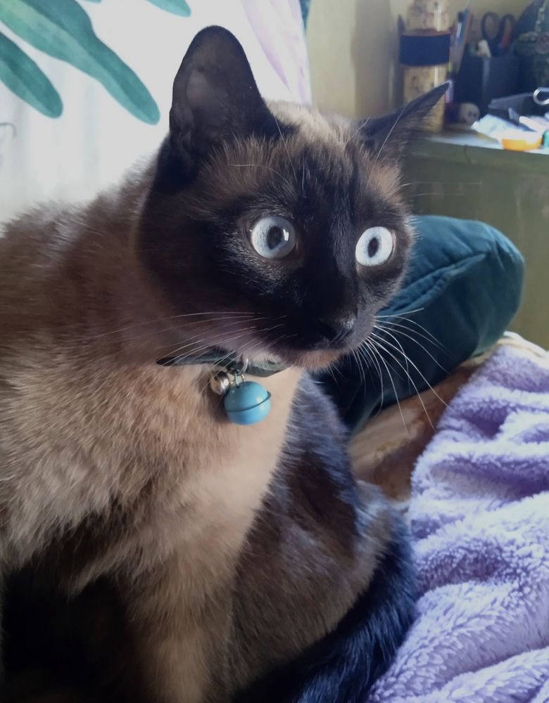 A seal point cat with light blue eyes, sitting on a purple fur hoodie. Small white fever coat hairs are growing around her right eye.
