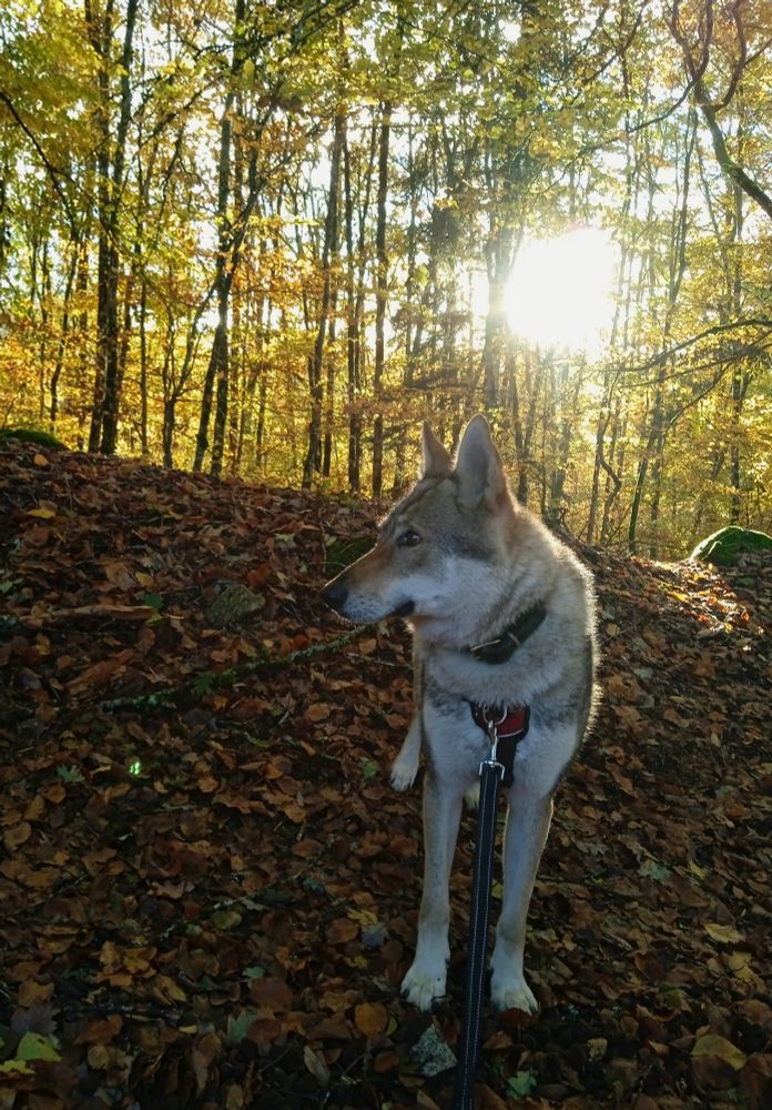 Same dog, head now turned to the right.  Together the 3 photos form a montage.