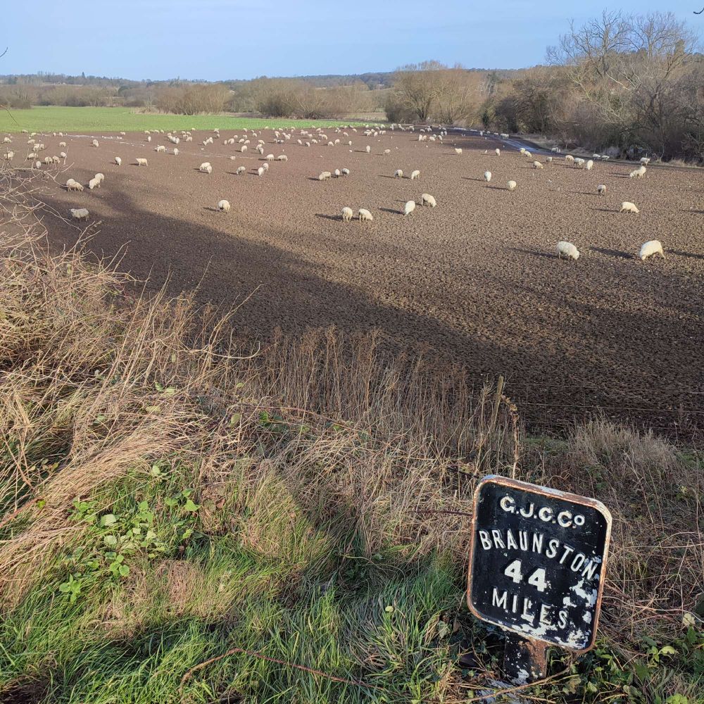 Distance sign Braunston 44 miles, in front of field with sheep