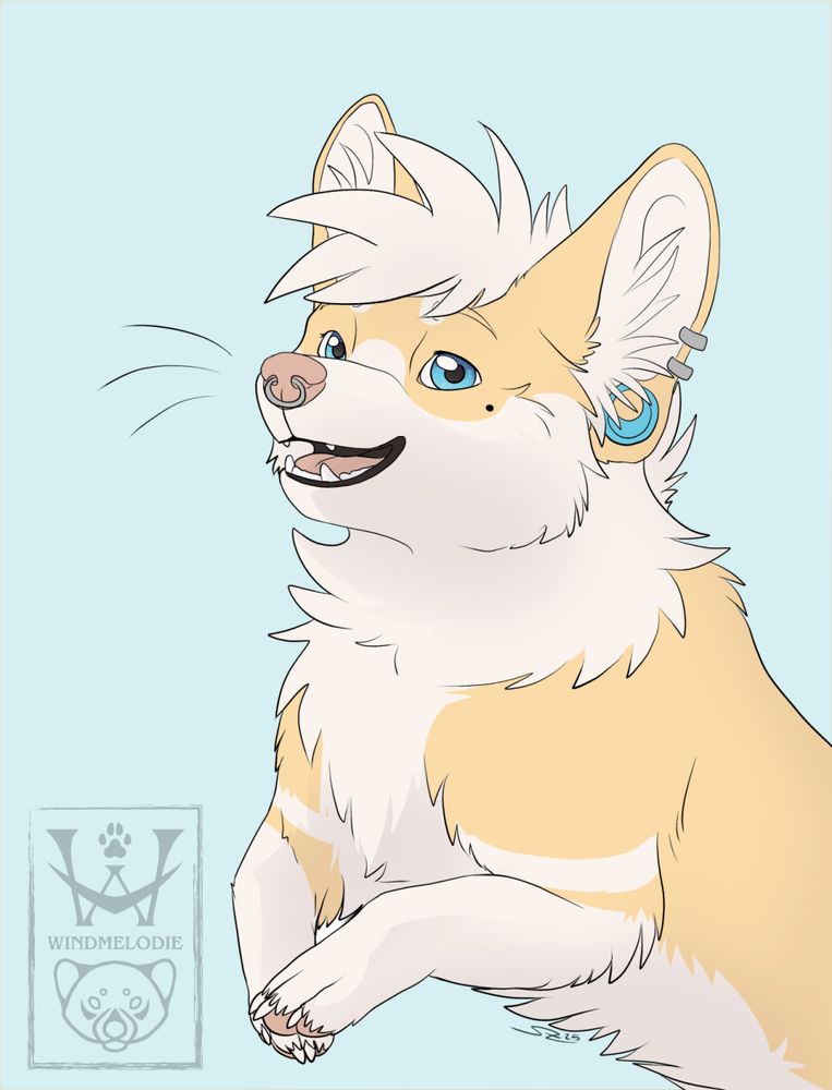 a happy corgi dog jumping. 