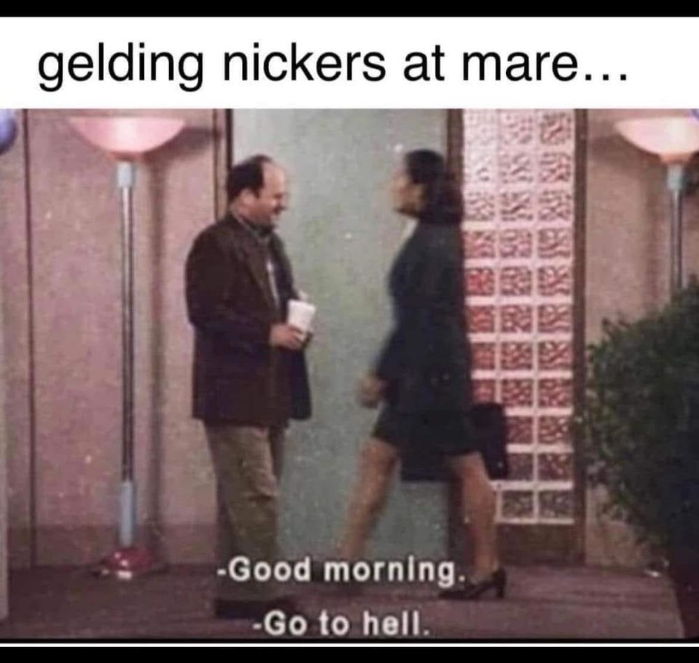 A picture of George from Seinfeld approaching a white woman in a hallway. The caption at top says: “gelding nickers at mare”. The George character is saying “Goid morning” and the woman is saying “Go to hell”