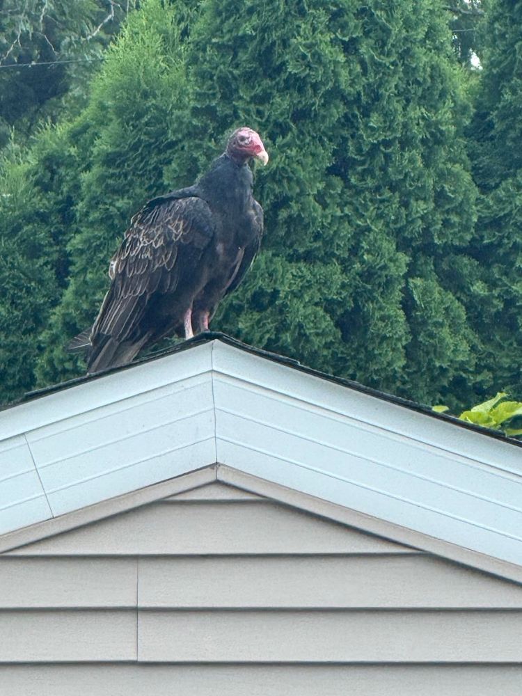 A large turkey vulture is perched on the peak of a sloped rooftop, surrounded by lush green trees in the background. The bird has a dark plumage and a distinctive bare red head.