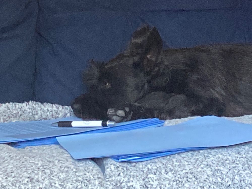 Small black dog lies on a sofa with his head on a pile of blue A4 papers, a pen discarded to his side. He is lying on a grey rug on a blue sofa. He looks like it’s time for a tea break. 
