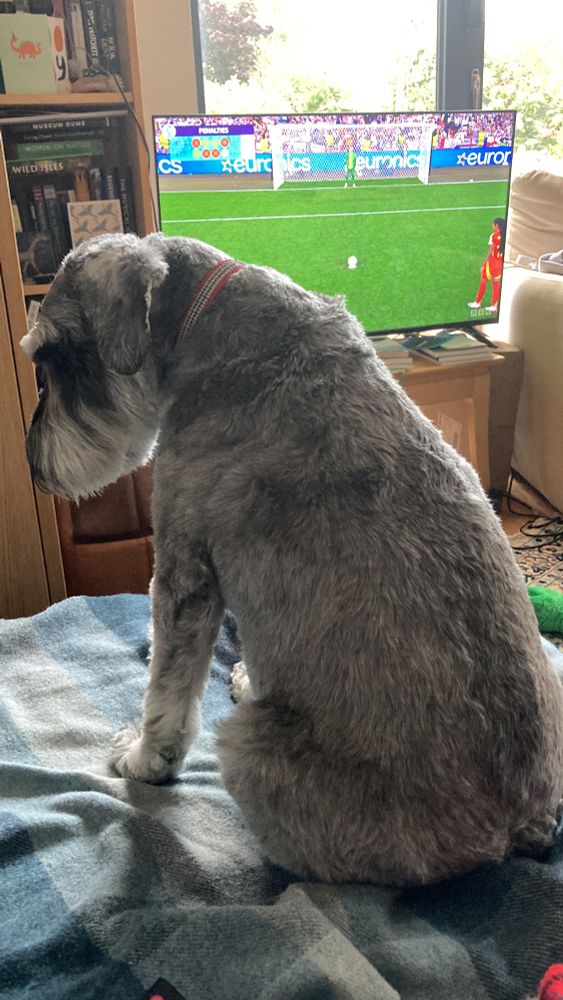 A grey schnauzer dog sits on a light blue and grey rug. He is averting his eyes from the TV which is showing the penalty shootout at the end of the Women’s Euros 2025. A Spanish player is about to take a penalty. 