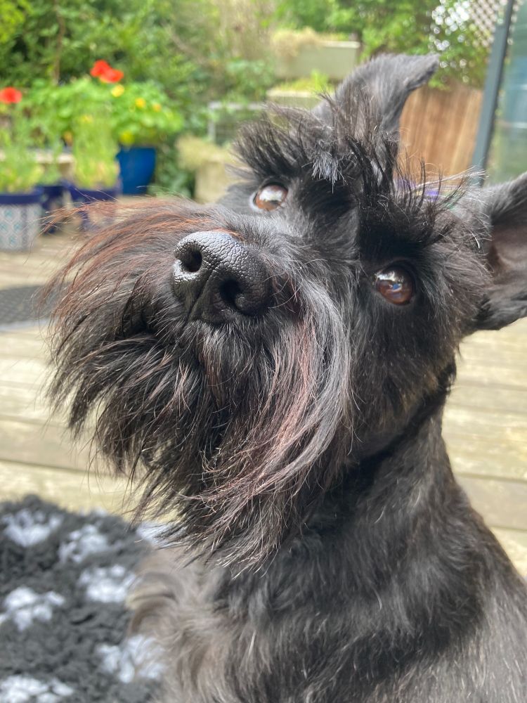 Super cute small black schnauzer dog with a long snout and sticky uppy ears looks at the camera with a mischievous glint in his eye. He sits on a black dog rug with grey paw prints on which is on garden decking. Blurry green foliage in the background with a few red flowers. 