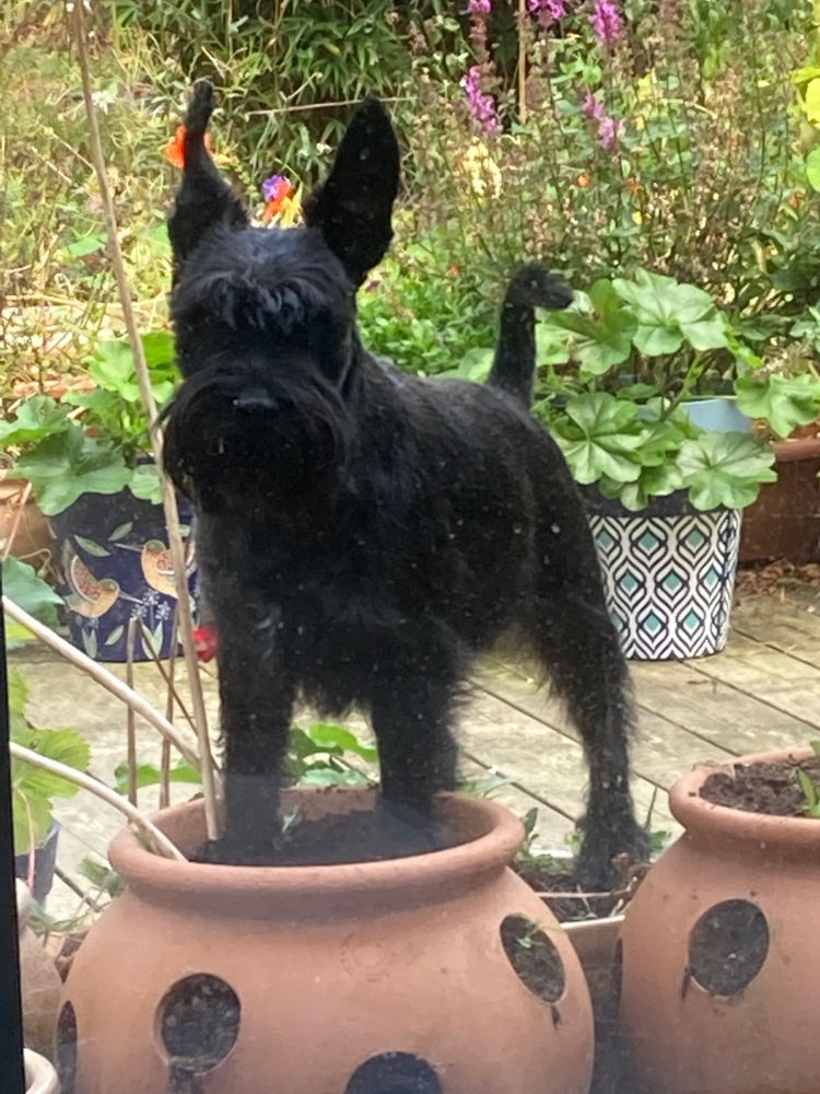 Very cute little black dog with sticky uppy ears stands with front paws in one terracotta plant pot he shouldn’t be in and back paws in another. Green leaves of various garden plants in the background. All set on decking which the ickle bugger has also got stuck under on more than one occasion. 