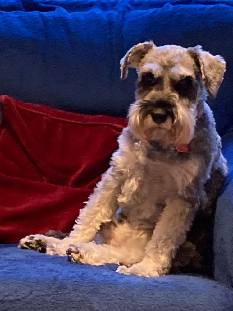 Cute grey schnauzer dog sitting by a red cushion on an armchair that is covered in a navy blue rug. The dog is not really sitting like a dog - he is sitting more like a pudding, a sack of spuds or a little human. 