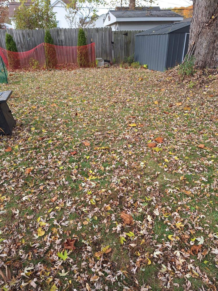 A yard blanketed in dead, mostly brownish leaves