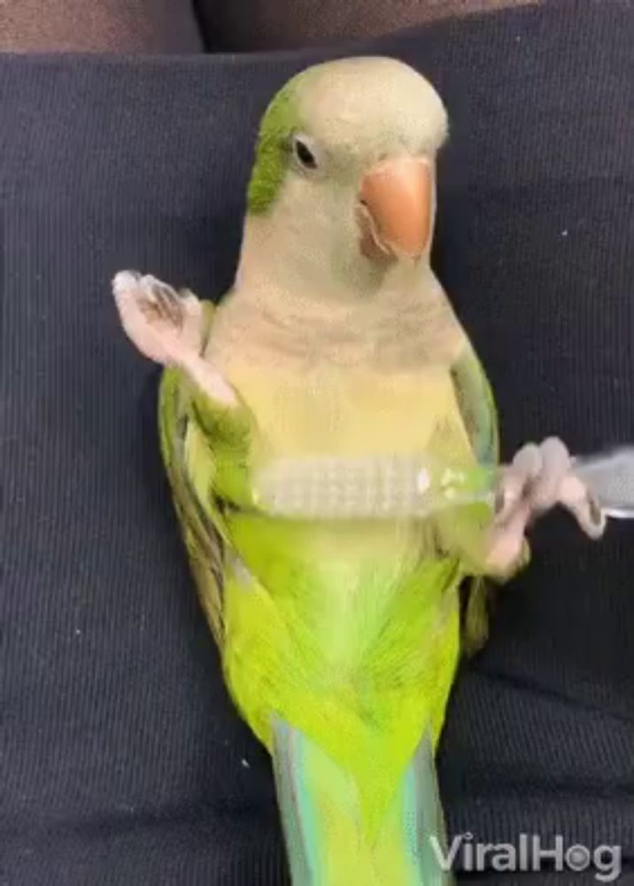 a green parrot is sitting on a black pillow with the words viralhog on the bottom right