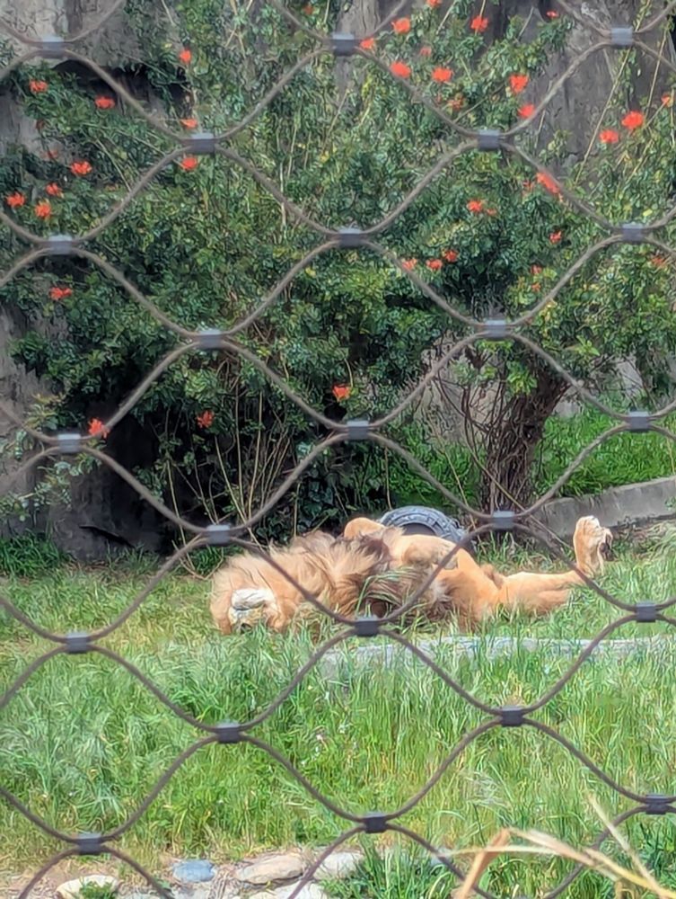 A lion lying in the grass, sunbathing on its back, behind a fence 