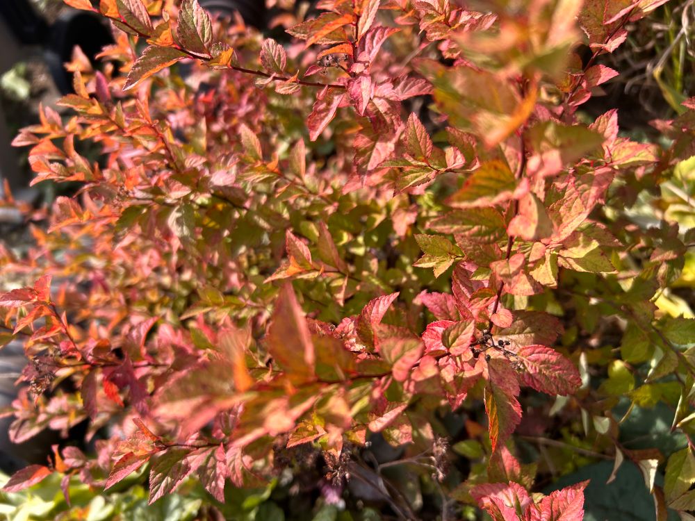Spirea