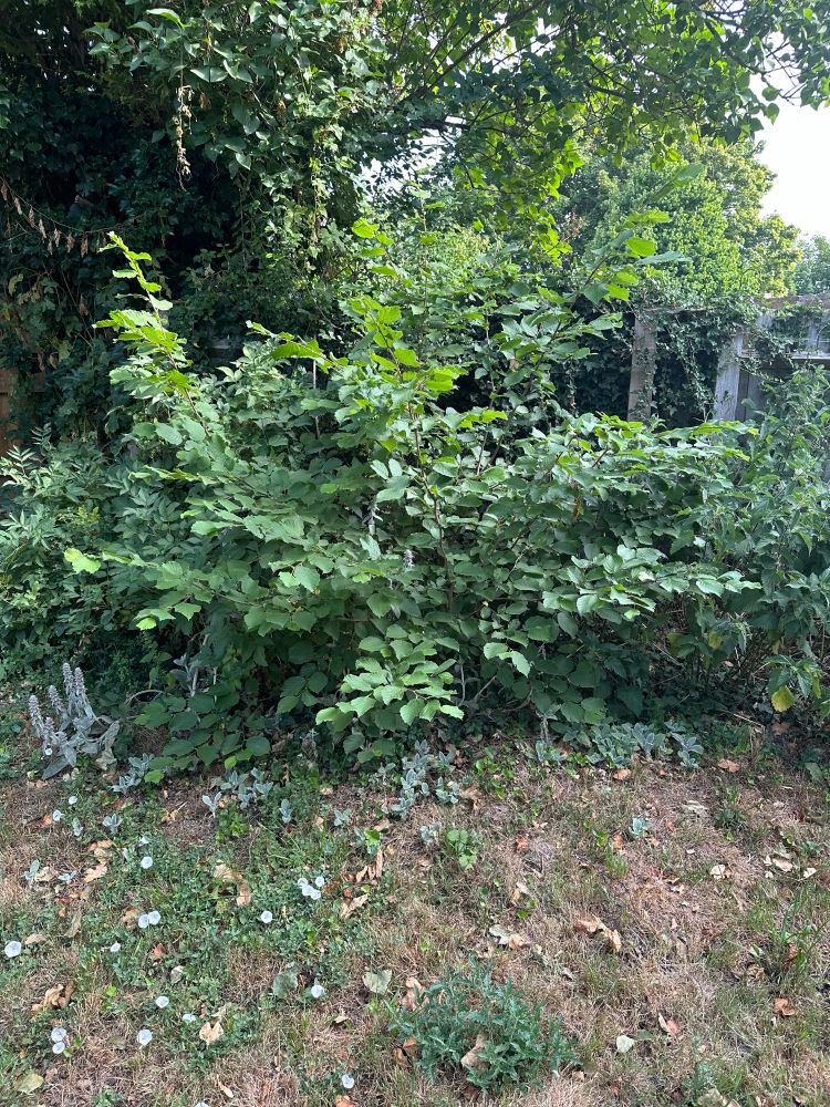 Abundant hazel shrub