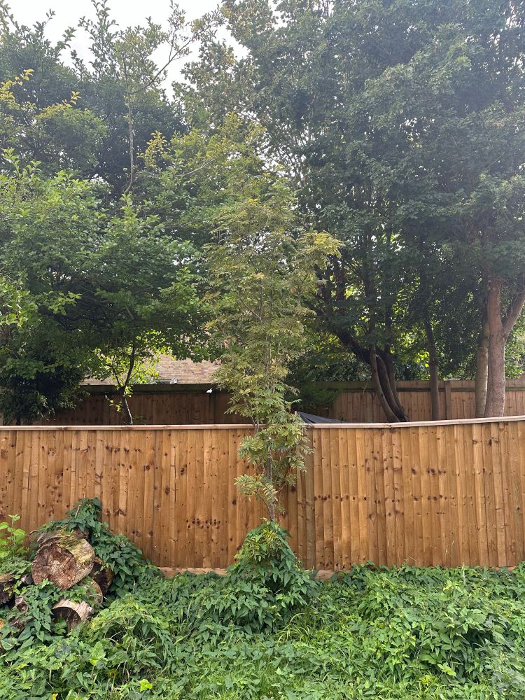 Sorbus, weeds, orange wooden fence 