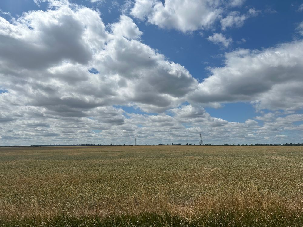 Dark golden wheat field. Blue summer sky. Fair weather cumuli. 