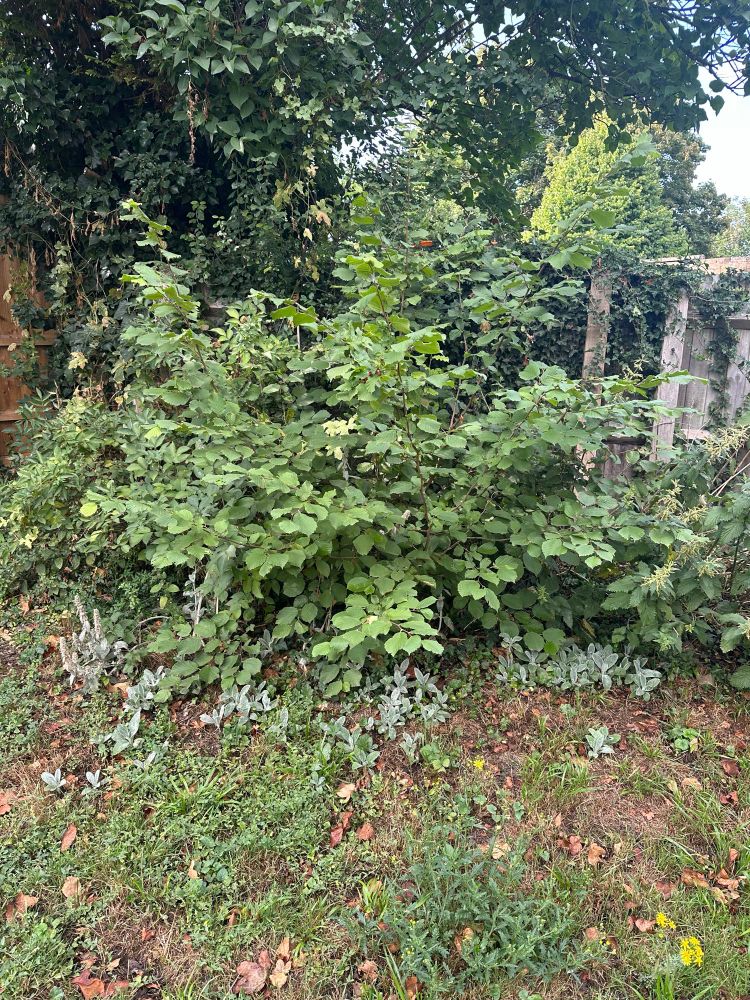 Hazel shrub, weeds, brown wooden fence 