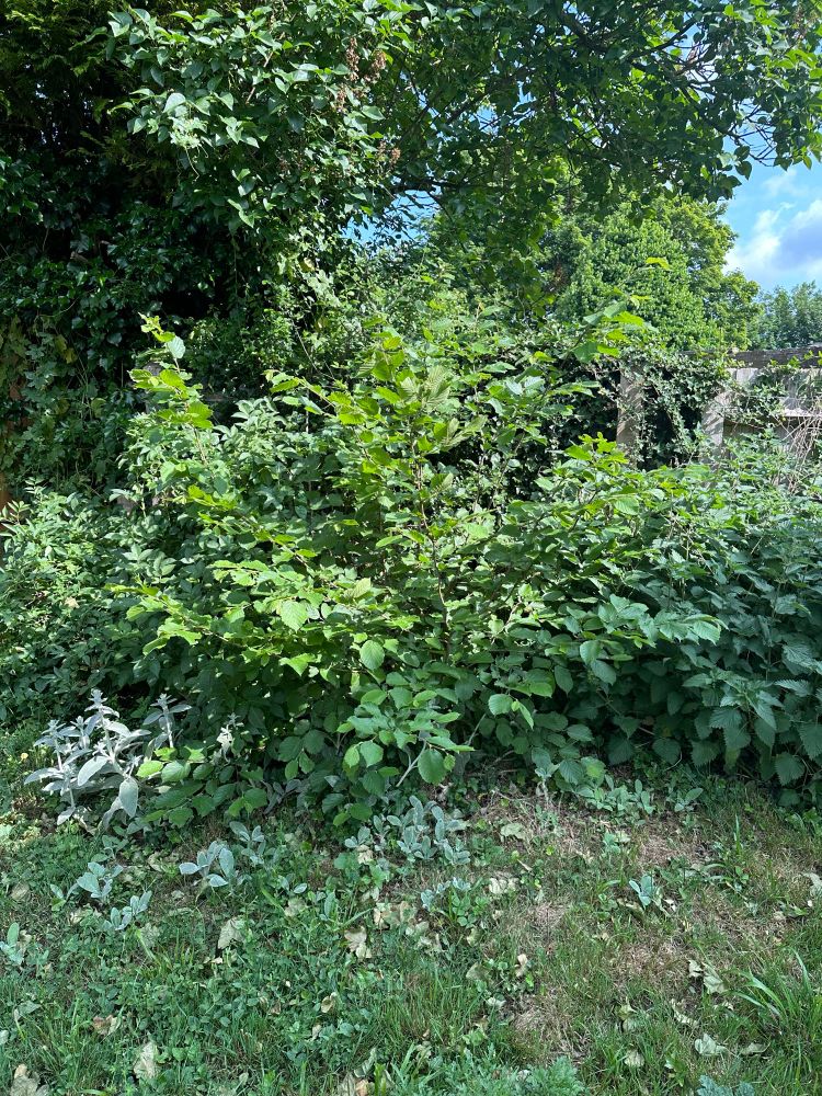 Hazel shrub. Lots of weeds, much green. 