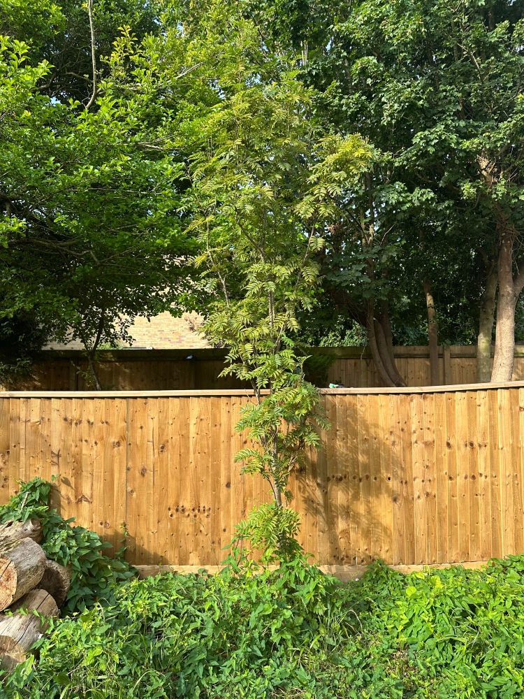 Sorbus, orange fence, weeds. 