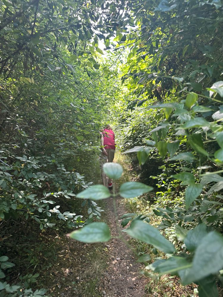 Overgrown wooded path. Snipsel ahead in a red T shirt 